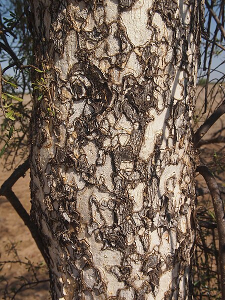 Tập_tin:Flindersia_maculosa_bark_pattern.jpg