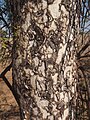 Flindersia maculosa bark pattern.jpg