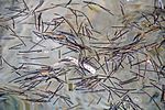 Thumbnail for File:Floating, dead Syringodium filiforme (manatee grass) (southeastern Graham's Harbour, San Salvador Island, Bahamas) 1 (15428488693).jpg