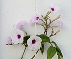 Pandorea jasminoides (Bignoniaceae) Power vine