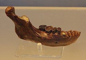 Fossil of Mandible of Penghu 1.JPG