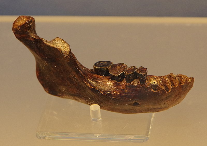 File:Fossil of Mandible of Penghu 1.JPG