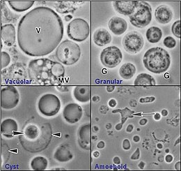 blastocystis hominis life cycle