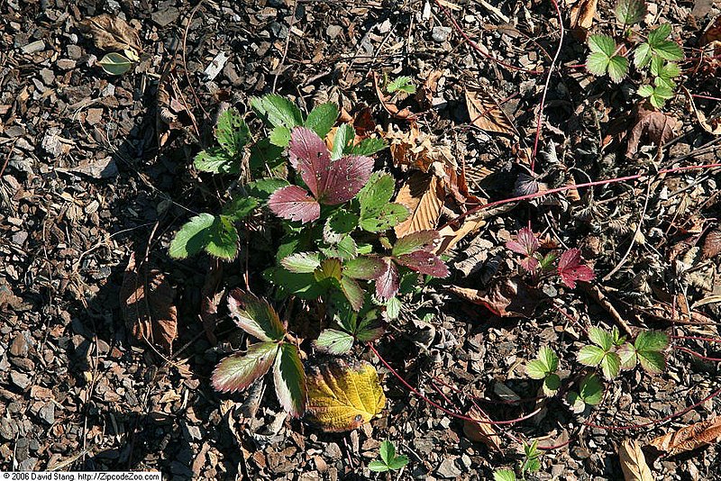 File:Fragaria virginiana 15zz.jpg