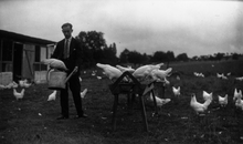 Photographie en noir et blanc montrant un homme au milieu d'un champ entouré de poules.