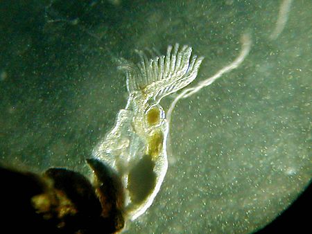 ไฟล์:Freshwater Bryozoan234.JPG