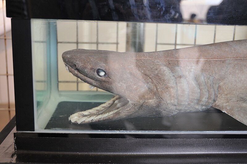 File:Frilled shark head.jpg