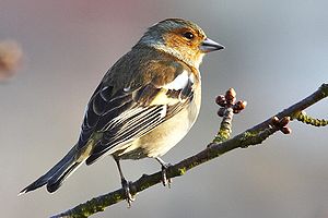 Fringilla Coelebs