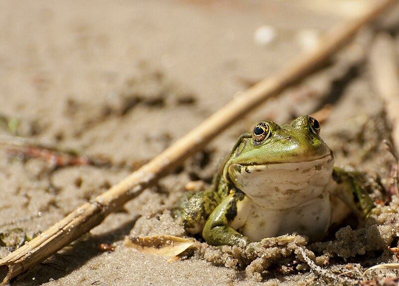 File:Frog (5015752094).jpg