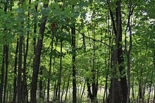 Funks Grove Nature area in Illinois Funks Grove Illinois.jpg