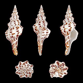 <i>Marmorofusus polygonoides</i> Species of gastropod