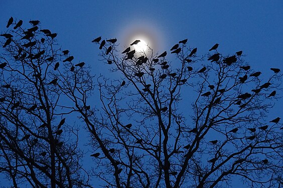 Crows gathering in an old oak tree before flying to their roosting trees