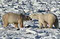 Gaiter and Earring, two polar bears (6378934579).jpg