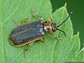 Galerucella nymphaeae (Linnaeus, 1758)