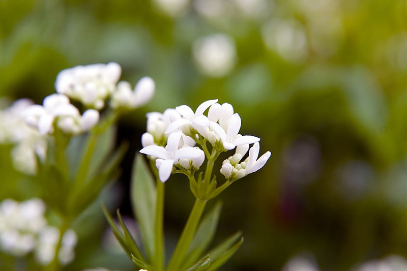 File:Galium odoratum 13zz.jpg