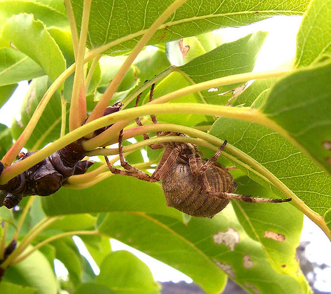 File:Garden orb weaver18.jpg