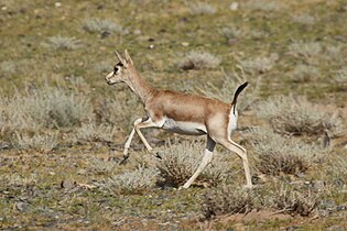 Yarkand gazelle (Gazella subgutturosa yarkandensis)