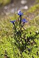   Alpine Gentian (Gentiana nivalis)