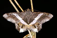 Бабочка геометрическая (Chiasmia nora) .jpg