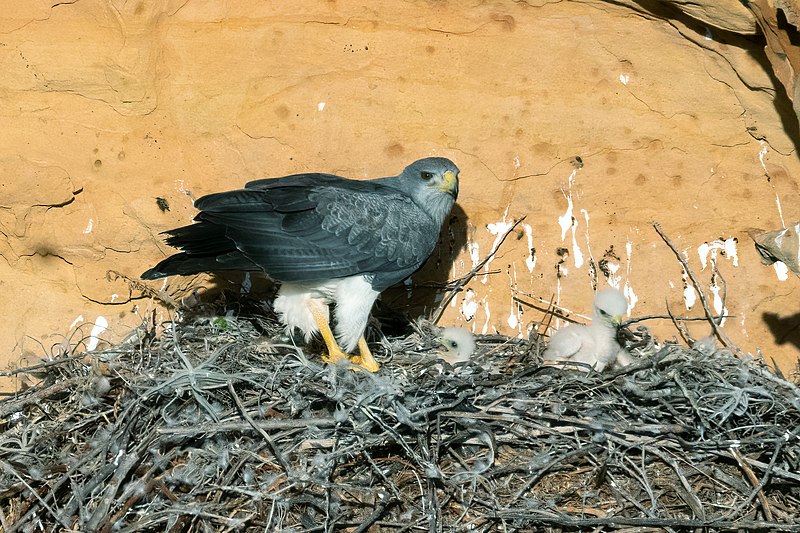 File:Geranoaetus melanoleucus, Monumento Natural do Rio São Francisco 1.jpg