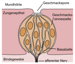 Geschmacksknospe