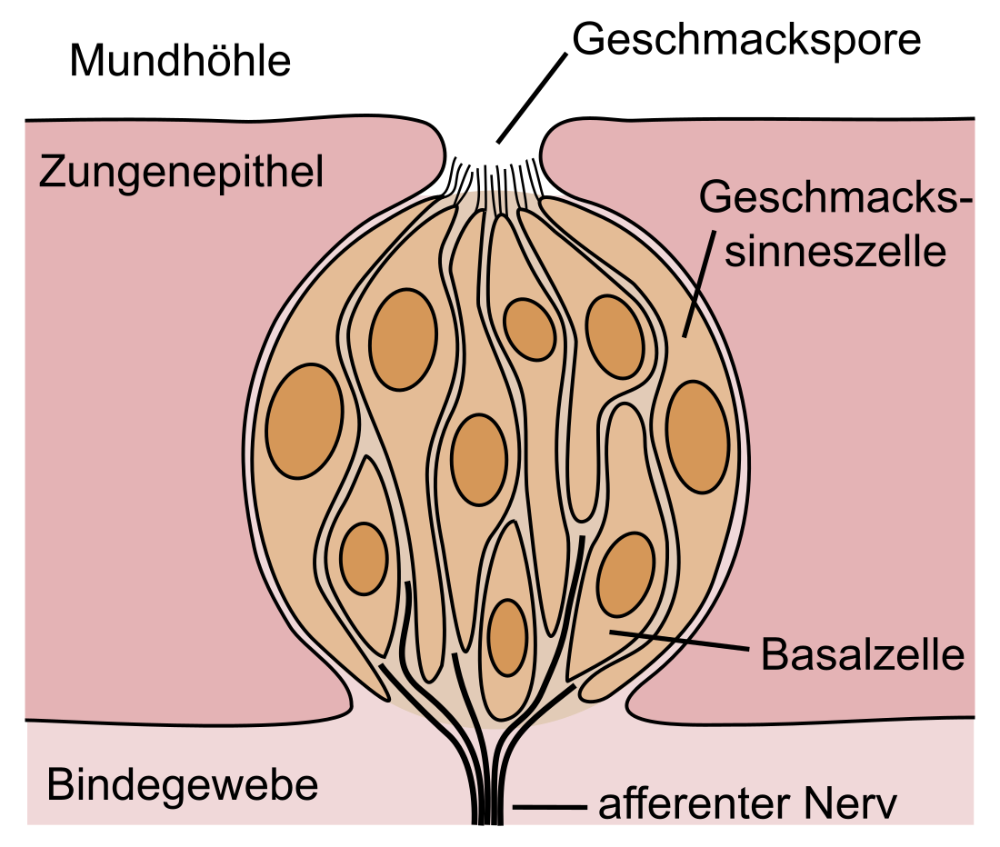 File:Geschmacksknospe.svg