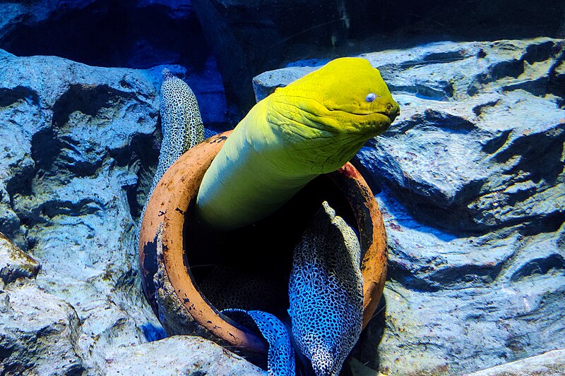 File:Giant moray (Gymnothorax javanicus), S.E.A. Aquarium (145858).jpg