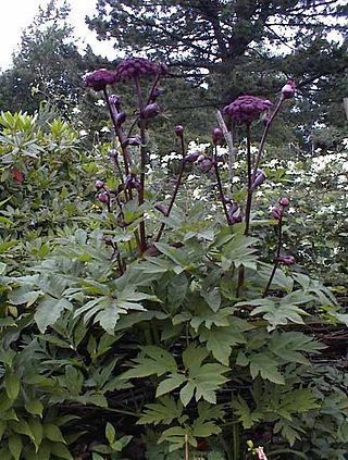 <i>Angelica gigas</i> Species of plant