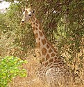 Girafe du Niger 06.jpg