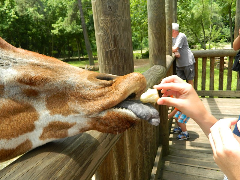 File:Giraffe being fed at Riverbanks Zoo.JPG