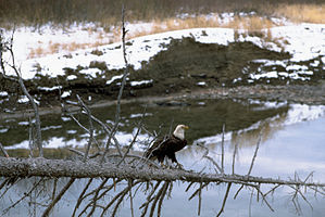 Glacier National Park GLAC3823.jpg