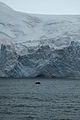 Glacier on Elephant Island (6019065947).jpg