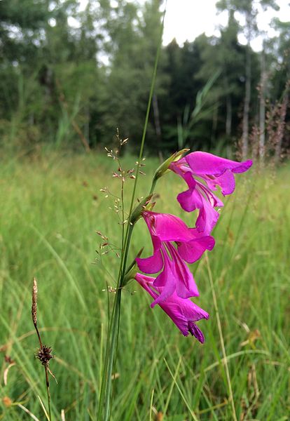 File:Gladiolus palustris IMG 5277a.JPG