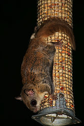 Southern flying squirrel at a bird peanut feeder, Cleveland, Ohio Glaucomys volans peanut feeder.jpg