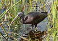 * Nomination Glossy ibis in the Green Cay wetlands --Rhododendrites 14:24, 7 January 2023 (UTC) * Promotion  Support Good quality. --Rjcastillo 17:21, 7 January 2023 (UTC)