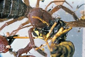 Gluvia dorsalis, devouring a wasp (Polistes sp.)