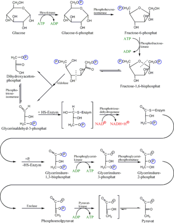 Principales rutas metabolicas y anabolicas