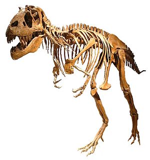 Skeletreconstructie van Gorgosaurus