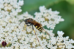 Описание изображения Gorytes laticinctus.JPG.