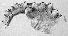 Crno-bijeli crtež ruke hobotnice.