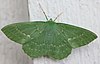 Grön Fjäril (Geometra papilionaria) (5971758827).jpg