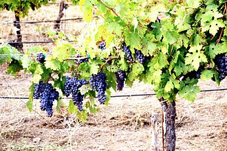 Grapes growing in the Redwood Valley Grapes growing the Redwood Valley of Mendocino.jpg