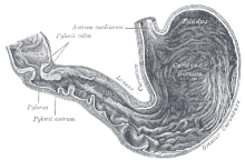 Drawing of the interior of the stomach. Gray's Anatomy - Fig. 1050.gif