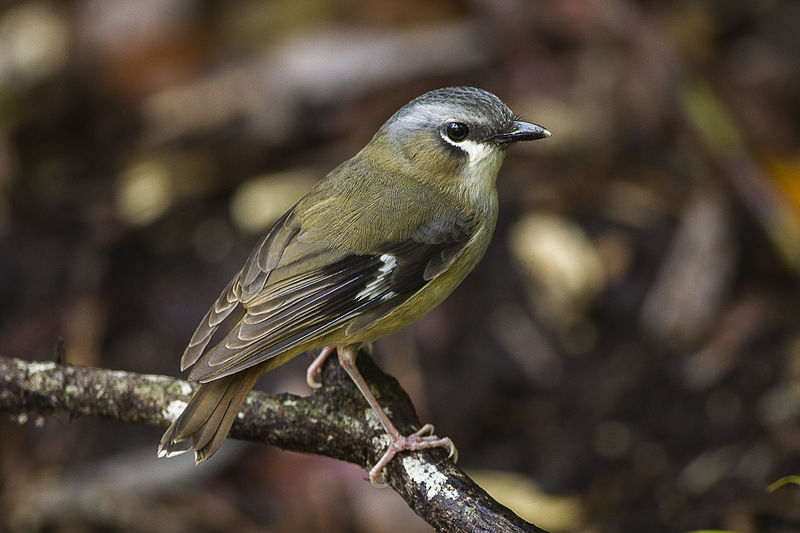 File:Gray-headed Robin - Cairns - Queensland S4E8463 (22144687730).jpg