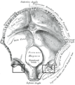 Incisure jugulaire de l'os occipital (encadrée)