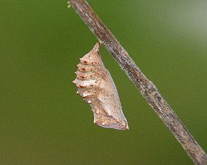 Junonia Atlites: Beschreibung, Verbreitung und Lebensraum, Lebensweise