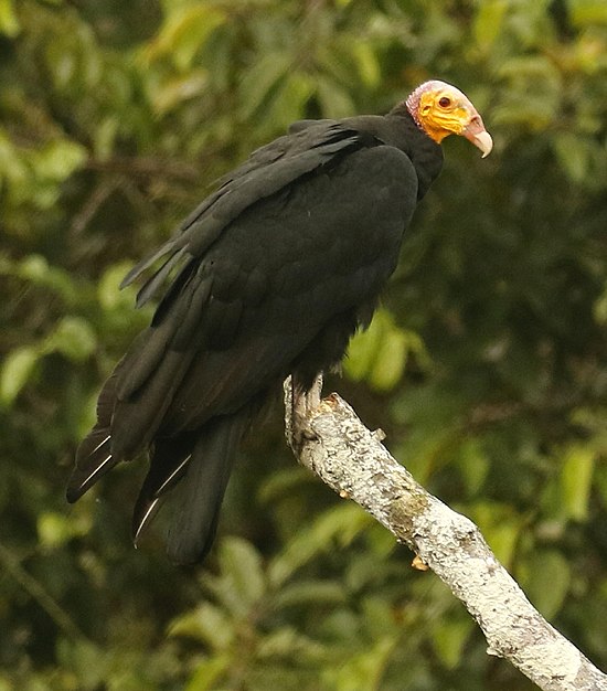 Конечно птица. Желтоголовая катарта. Cathartes melambrotus. Малая желтоголовая катарта. Желтоголовый Стервятник.