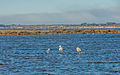 Greater Flamingos, Lido de Thau, Sète 09.jpg