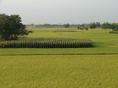 Green fields Bogra.JPG