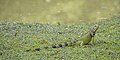 * Nomination Green iguana (Iguana iguana) --Charlesjsharp 09:36, 3 September 2023 (UTC) * Promotion  Support Good quality --Robert Flogaus-Faust 11:22, 3 September 2023 (UTC)